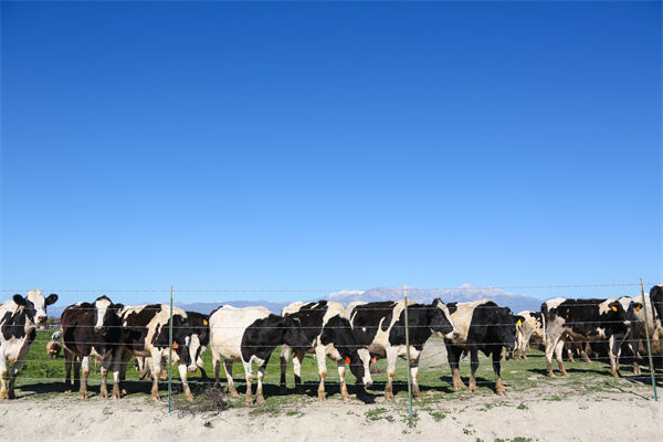 马斯克放大招！推出视频生成器Grok Imagine 实时AI视频渲染技术有望3到6个月实现